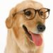 Les chiens comprennent-ils vraiment nos mots ? Ce que dit la science sur leur vocabulaire