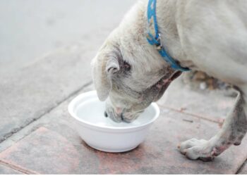 Chien ou chat qui boit beaucoup : un signe à ne pas négliger