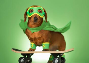 Chiens sauveteurs : quelles races, quelles aptitudes et comment sont-ils formés ?