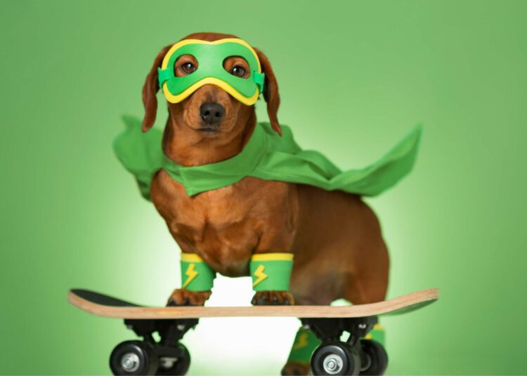 Chiens sauveteurs : quelles races, quelles aptitudes et comment sont-ils formés ?